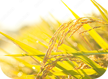 五感で楽しむよかわの魅力